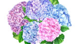alt="5月紫陽花のイメージ"