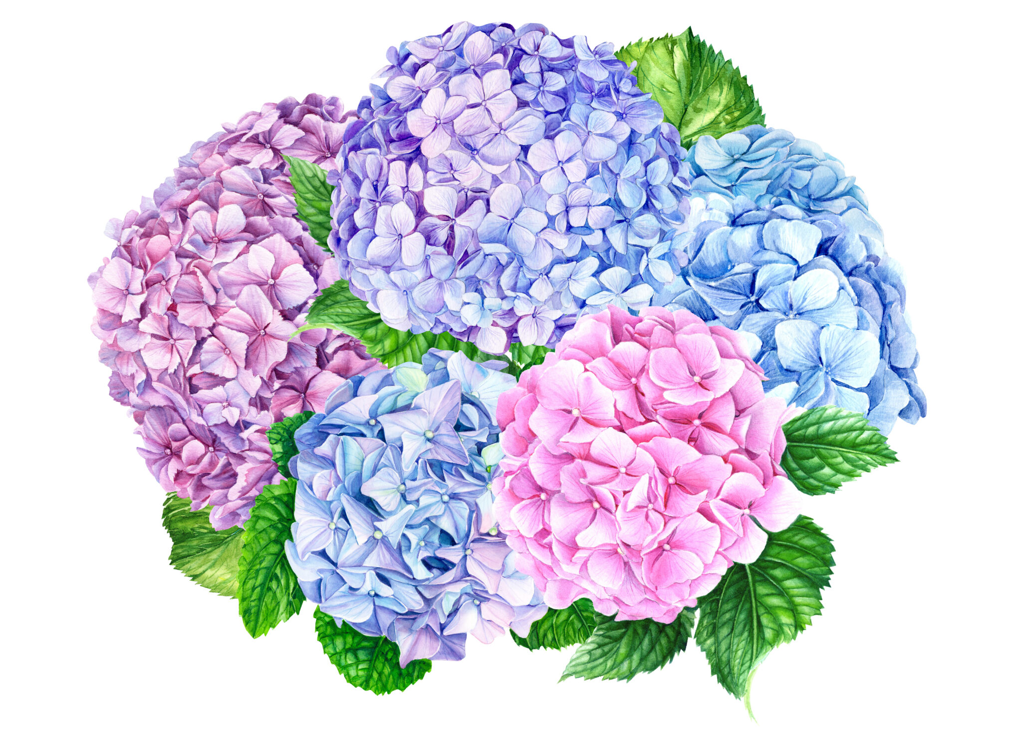 alt="5月紫陽花のイメージ"