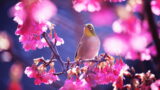 桜の花に止まるメジロ、逗子市のカイロプラクティック院アナタのチカラの4月スケジュールイメージ