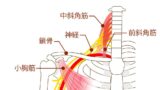 胸郭出口症候群の解剖図（中斜角筋・前斜角筋・鎖骨・小胸筋・神経・動脈）、逗子市の整体・カイロプラクティックで改善